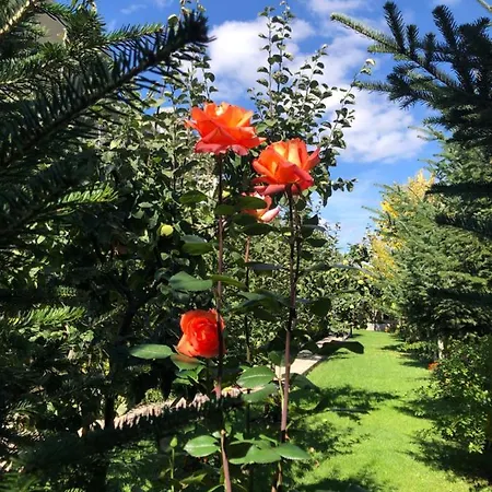 Hotel Vila Panorama Voskopoje